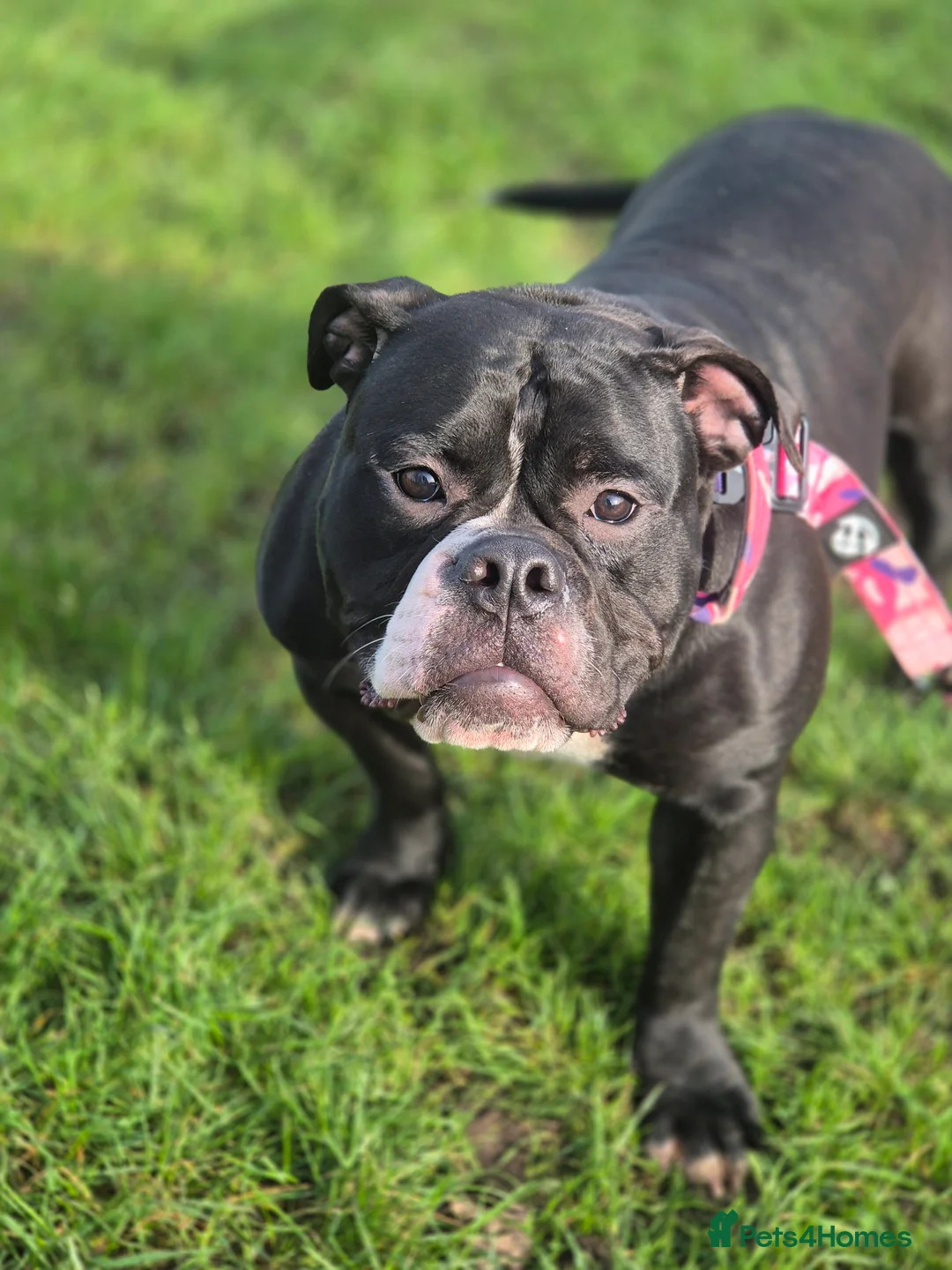 Olde English Bulldogge dogs for sale: Female 12 month olde english bulldog  - Advert 3