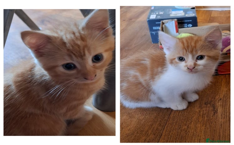 Mixed Breed cats - Advert 16