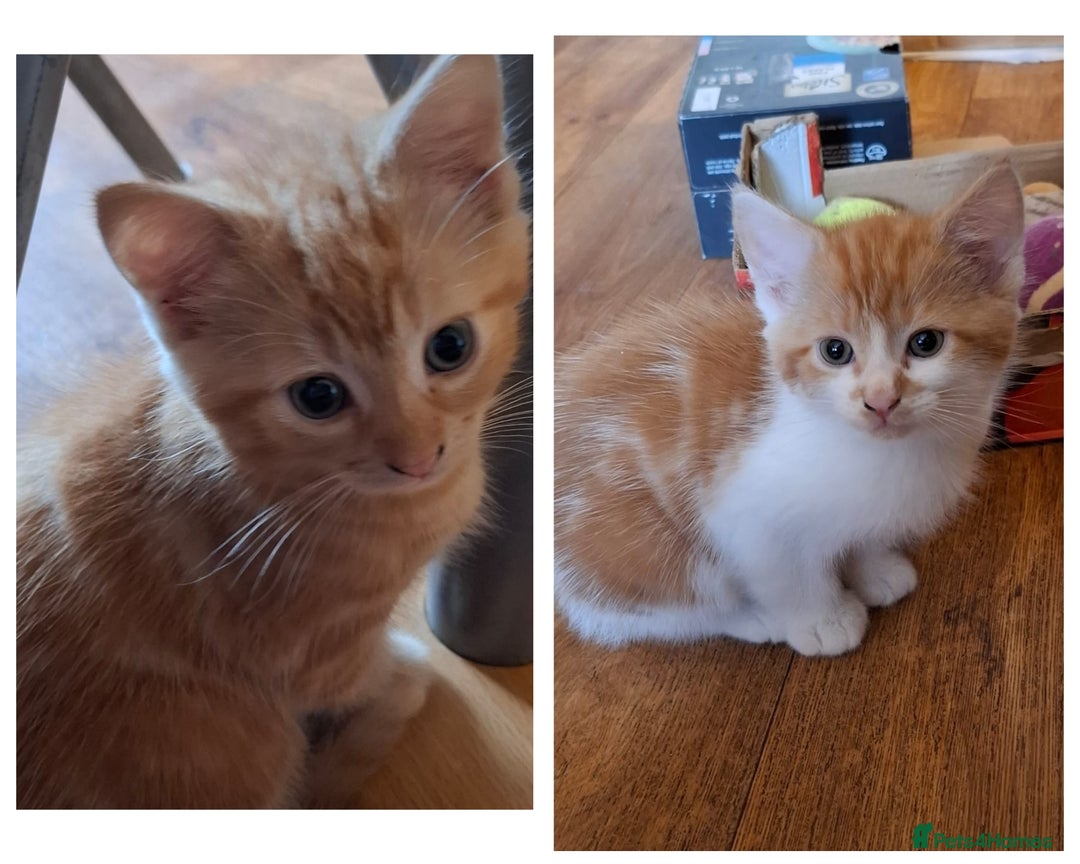 Mixed Breed cats for sale: 2 beautiful kittens - Image 1