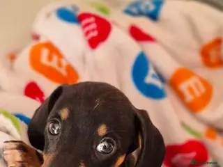 Dachshund dogs Dachshund puppies - Advert 2