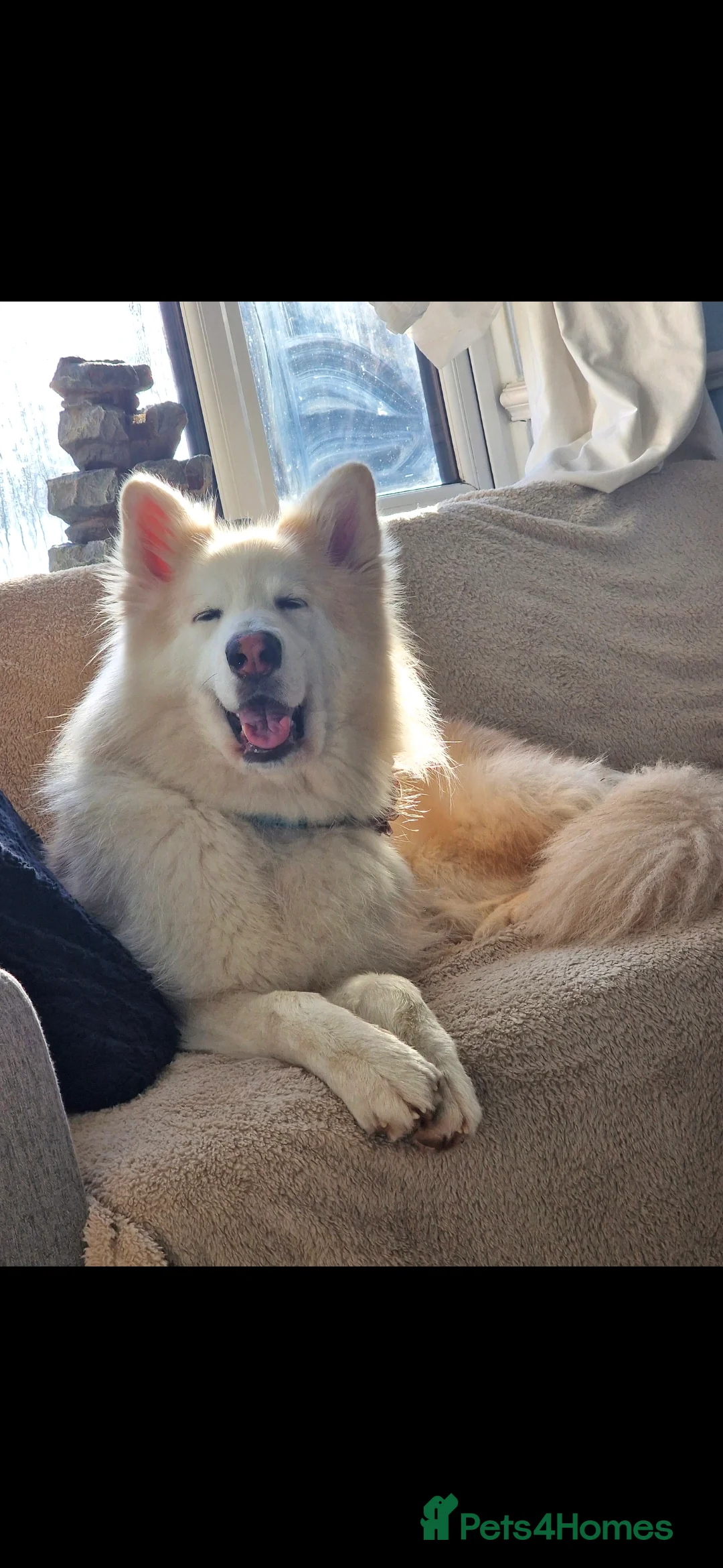 Mixed Breed dogs for sale: Mum and son up for adoption  in Haywards Heath - Advert 1