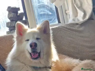 Mixed Breed dogs Mum and son up for adoption - Advert 2