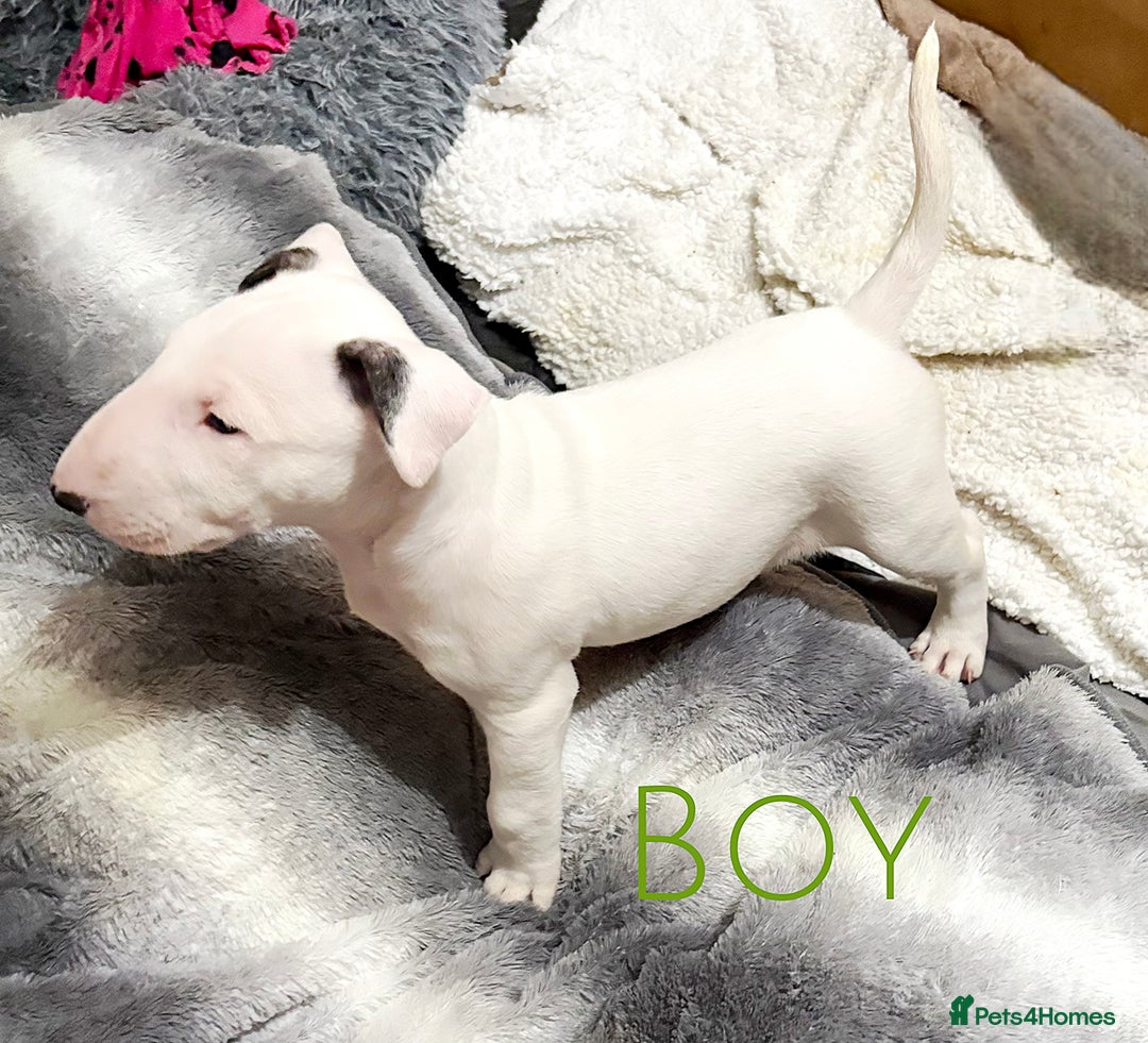 English Bull Terrier dogs for sale: ⭐️Ready Now ⭐️KC Champion EBT Pups ⭐️ - Advert 30