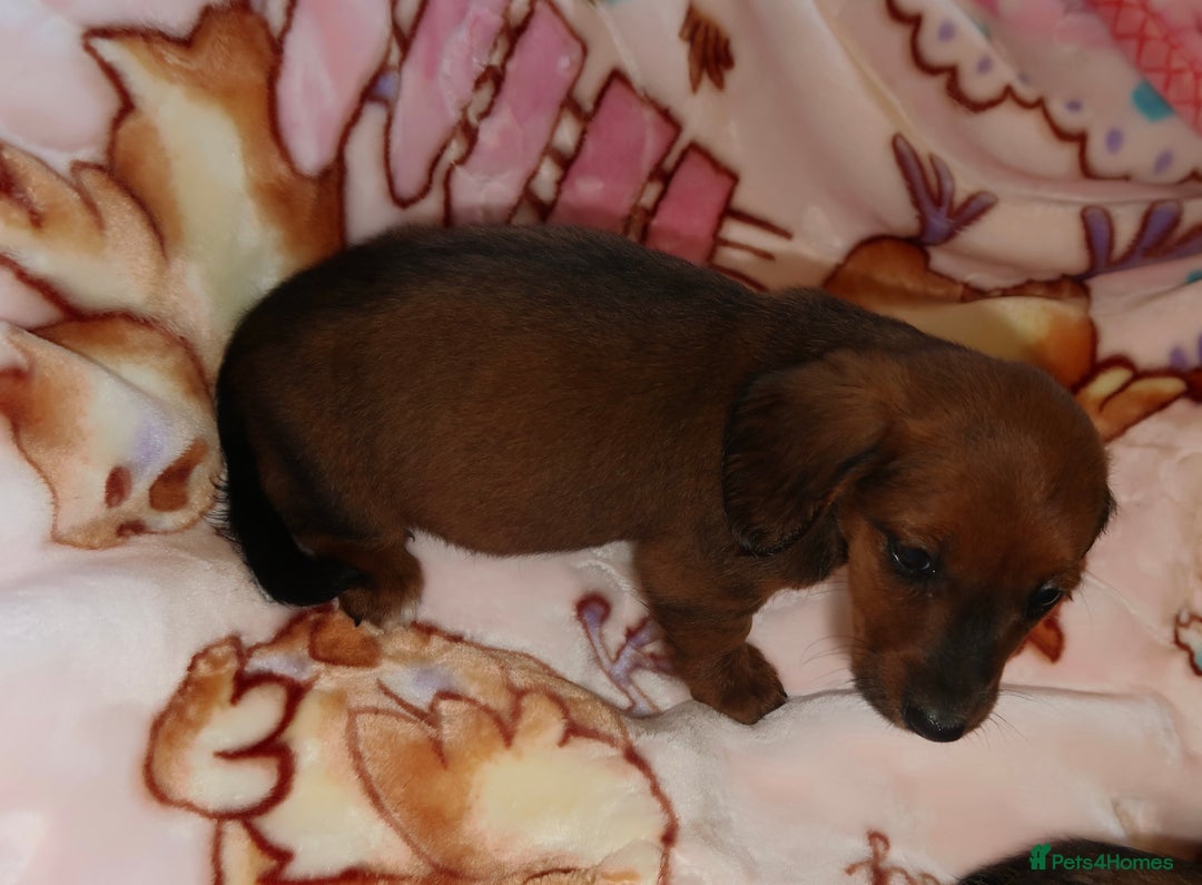Mixed Breed dogs for sale: Dachshund cross jack russel pups - Image 13