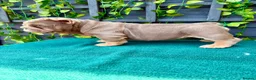 English Bulldog dogs for sale: Stunning bulldog puppies for sale  - Advert 5