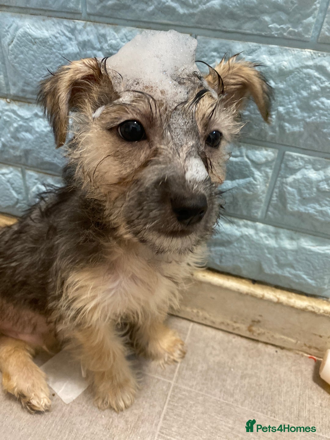 Yorkshire Terrier dogs for sale: Yorkie cross puppy - Advert 4