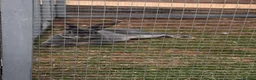 Rex rabbits for sale: 2 male Rex bunnies  - Advert 3