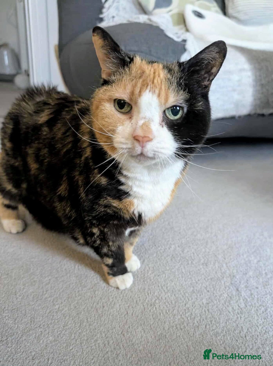 Mixed Breed cats for adoption: Meet Lucy & Lily – Looking for a Retirement Home - Image 2