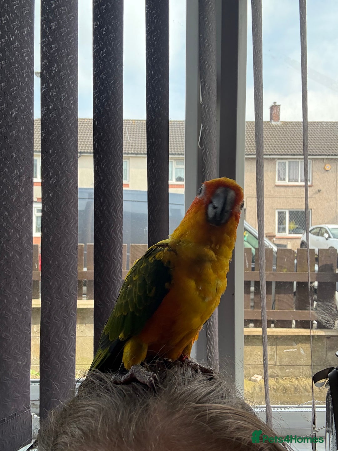 Conures birds for sale: Meeka is around 5 month old  - Image 6