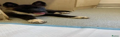 Female Akita puppy 