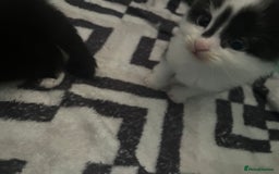 Turkish Angora cats for sale: Turkish angora kittens  - Image 12