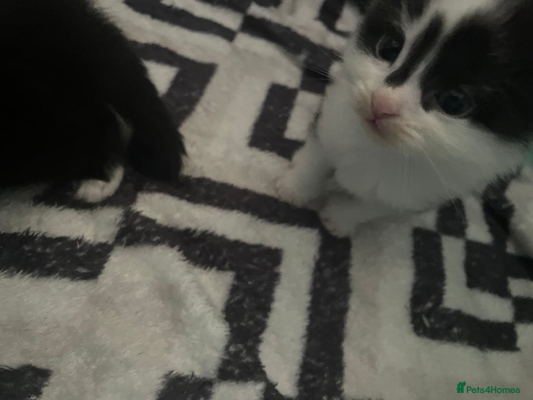 Turkish Angora cats for sale: Turkish angora kittens  - Image 12