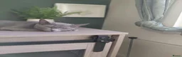 Russian Blue cats for sale: 🐾 All Kittens Reserved 🐾 - Advert 14
