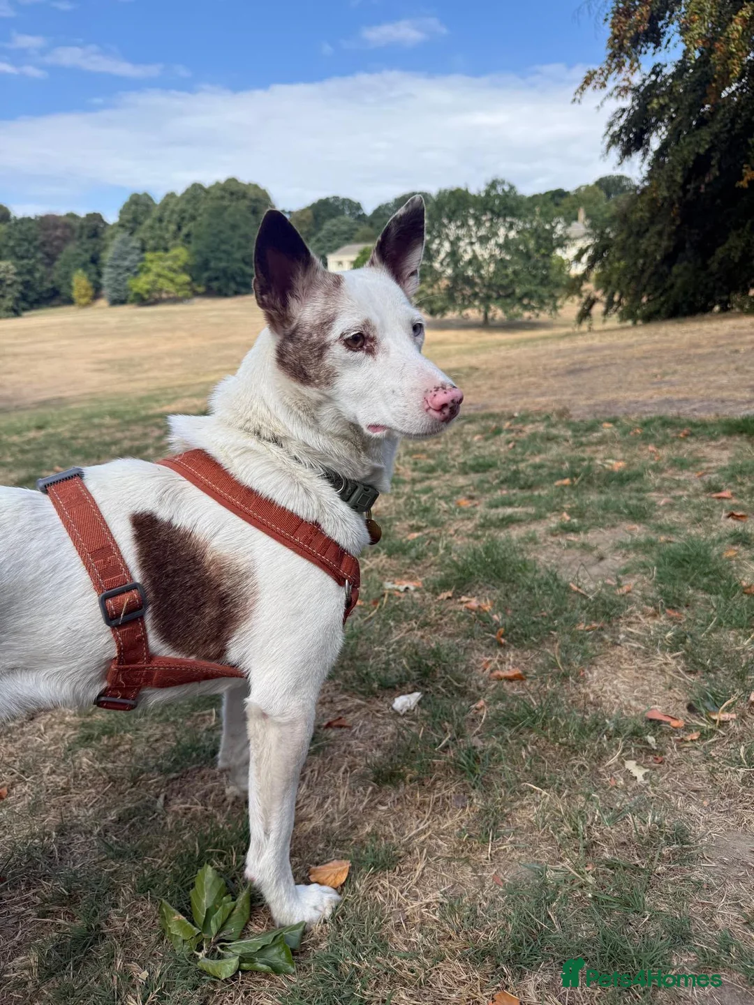 Mixed Breed dogs for adoption: ❤️🐶 SAGA – AN AMAZING GIRL WHO JUST NEEDS LIFE TO in Chester - Advert 2