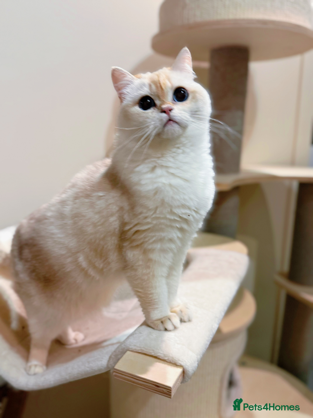 Ragdoll cats for sale: Stunning Ragdoll, BSH & Golden Longhair - Advert 6