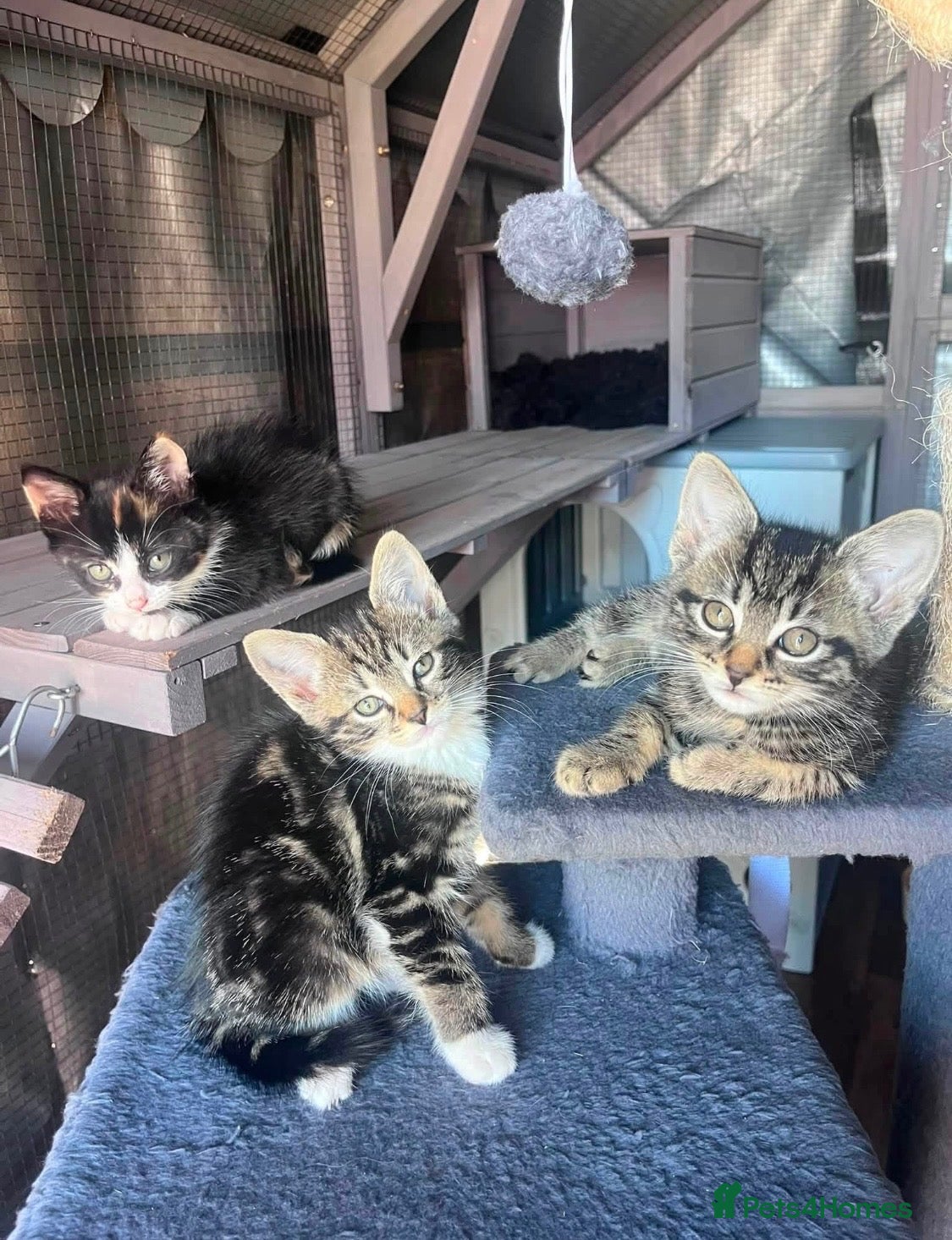 British Shorthair cats 🆘 TINY KITTENS; WE NEED HELP!! 🆘 - Advert 1