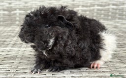 Guinea Pig rodents for sale: Lunkarya guinea pigs  - Image 5