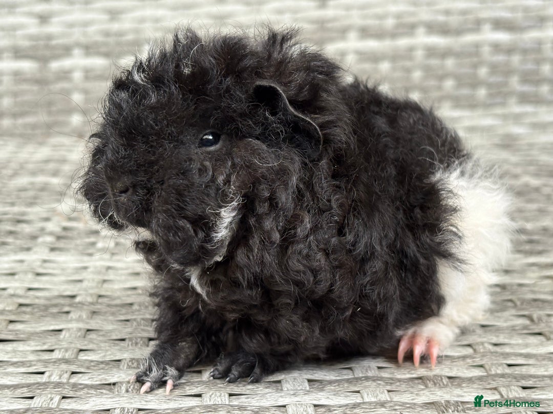 Guinea Pig rodents for sale: Lunkarya guinea pigs  - Image 5