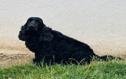 Cocker Spaniel dogs for sale: Retirement home  - Image 24