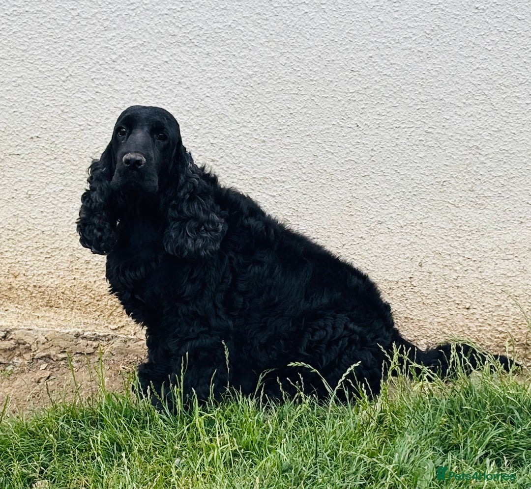 Cocker Spaniel dogs for sale: Retirement home  - Image 24
