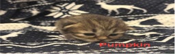Persian cats for sale: 5 gorgeous PKD Negative Chinchilla Persian kittens - Advert 2