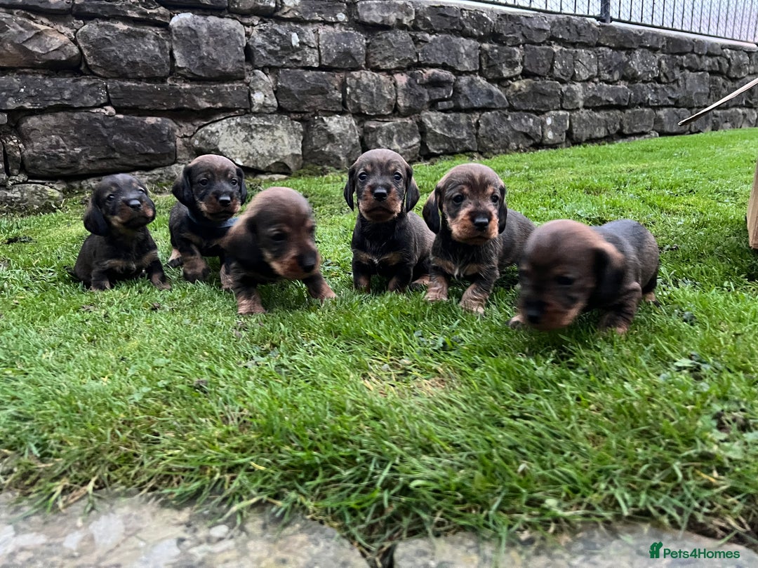 Dachshund dogs for sale: WHD - Wirehaired Dachshund (Teckle) Pups - Image 6