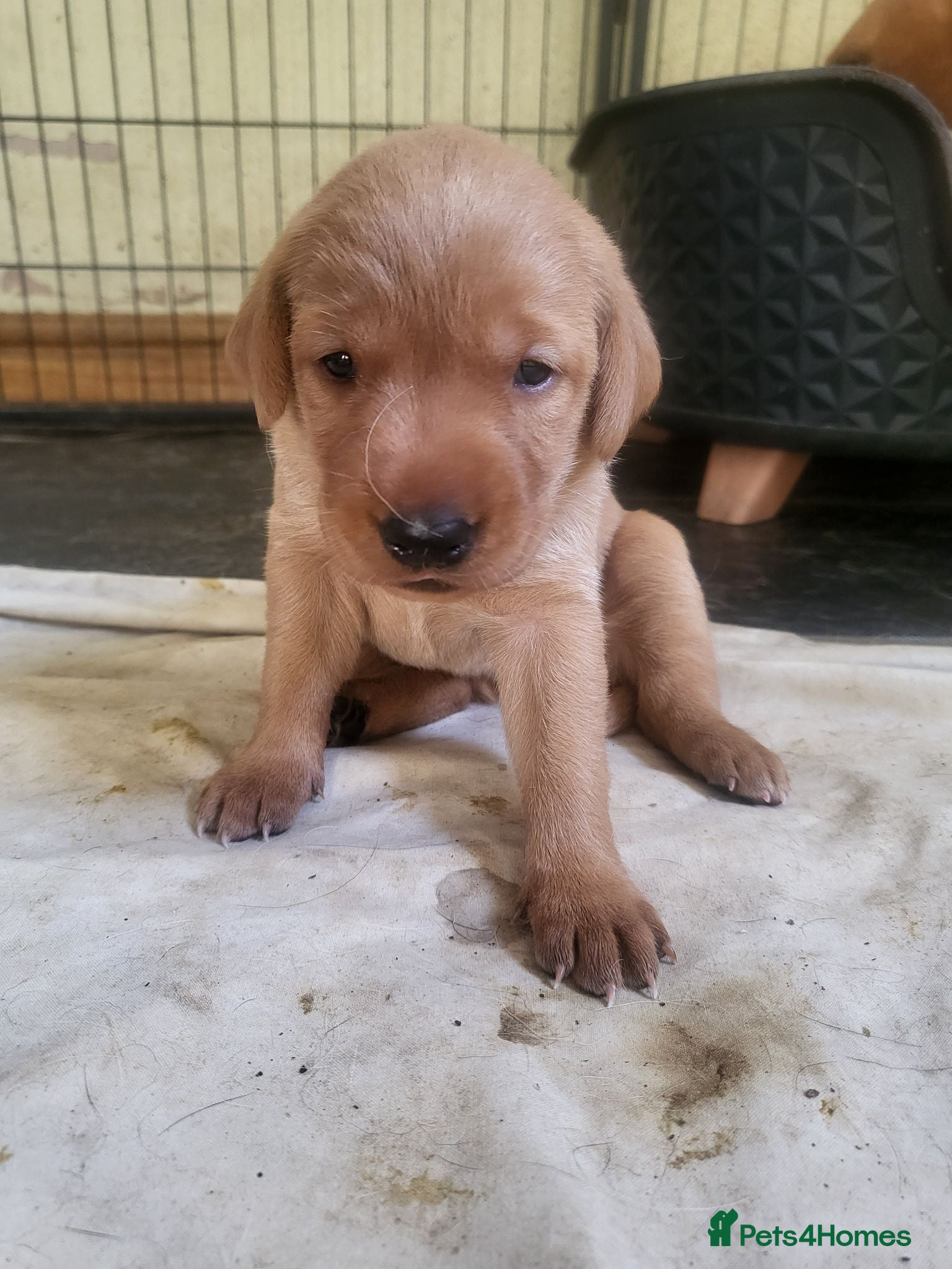 Labrador Retriever dogs Fox Red Labradors, KC registered, Health Checked. - Advert 2