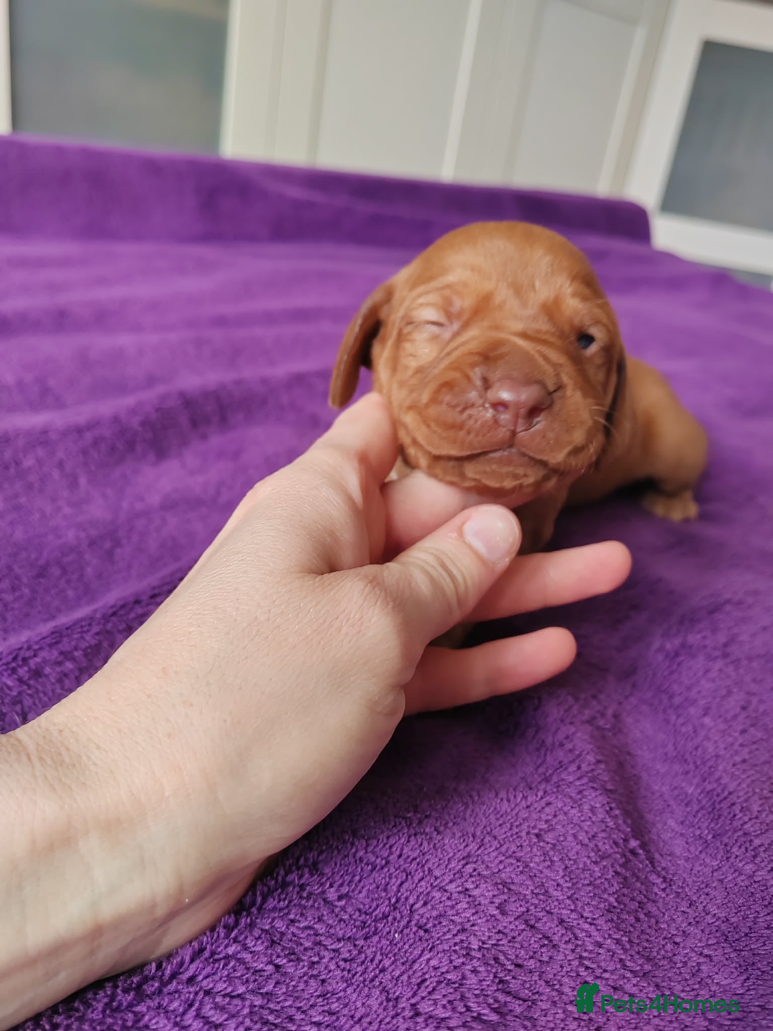 Hungarian Vizsla dogs Viszla Puppies 🐶  - Advert 6