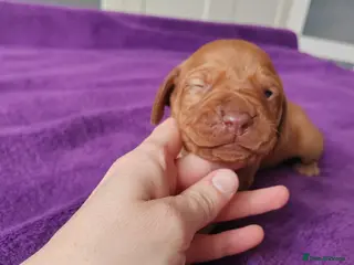 Hungarian Vizsla dogs Viszla Puppies 🐶 - Advert 14