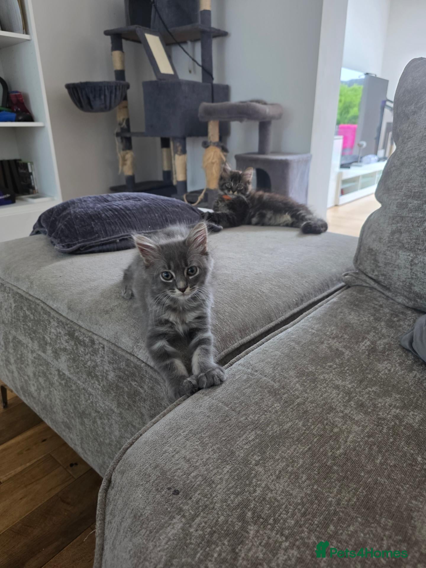 Maine Coon cats Ready now Pure breed Maine coons kittens 1g & 3b - Advert 2