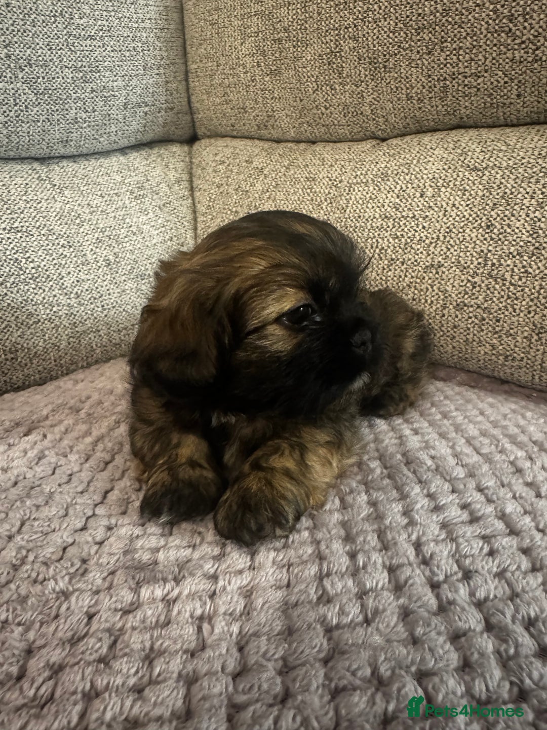Mixed Breed dogs for sale: Shih Tzu cross patterdale pups - Advert 4