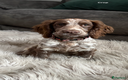 Cocker Spaniel dogs for sale: Stunning WCS - Image 1