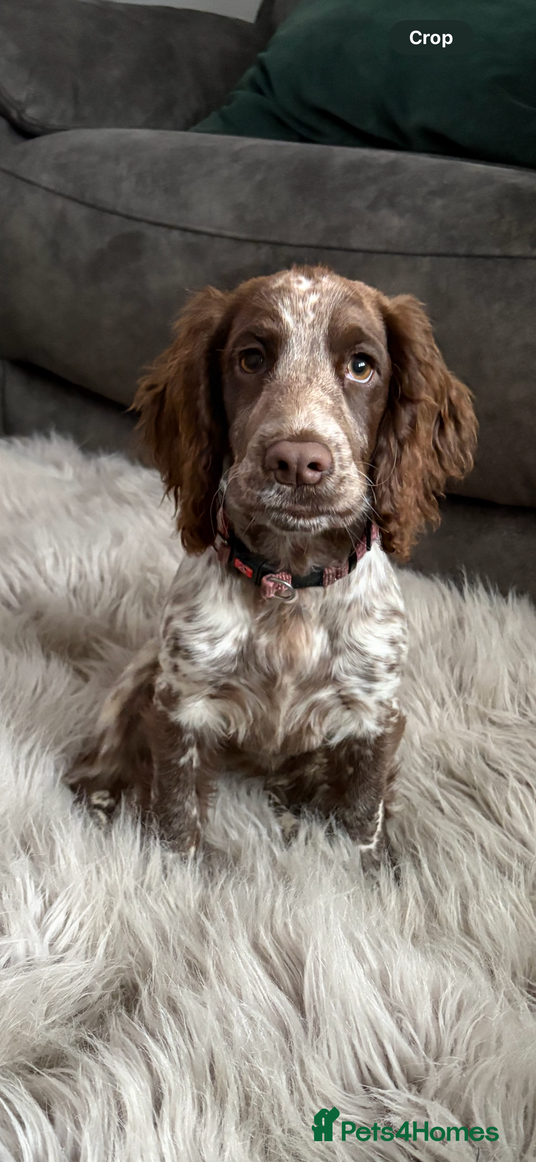 Cocker Spaniel dogs for sale: Stunning WCS - Image 1
