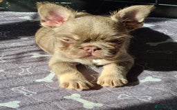 French Bulldog dogs for sale: Big Perm, fluffy and furnished frenchies  - Image 17