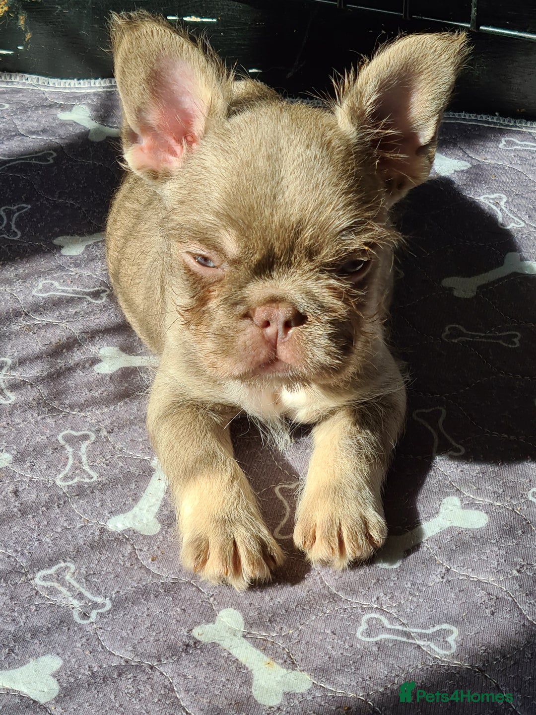 French Bulldog dogs for sale: Big Perm, fluffy and furnished frenchies  - Image 17