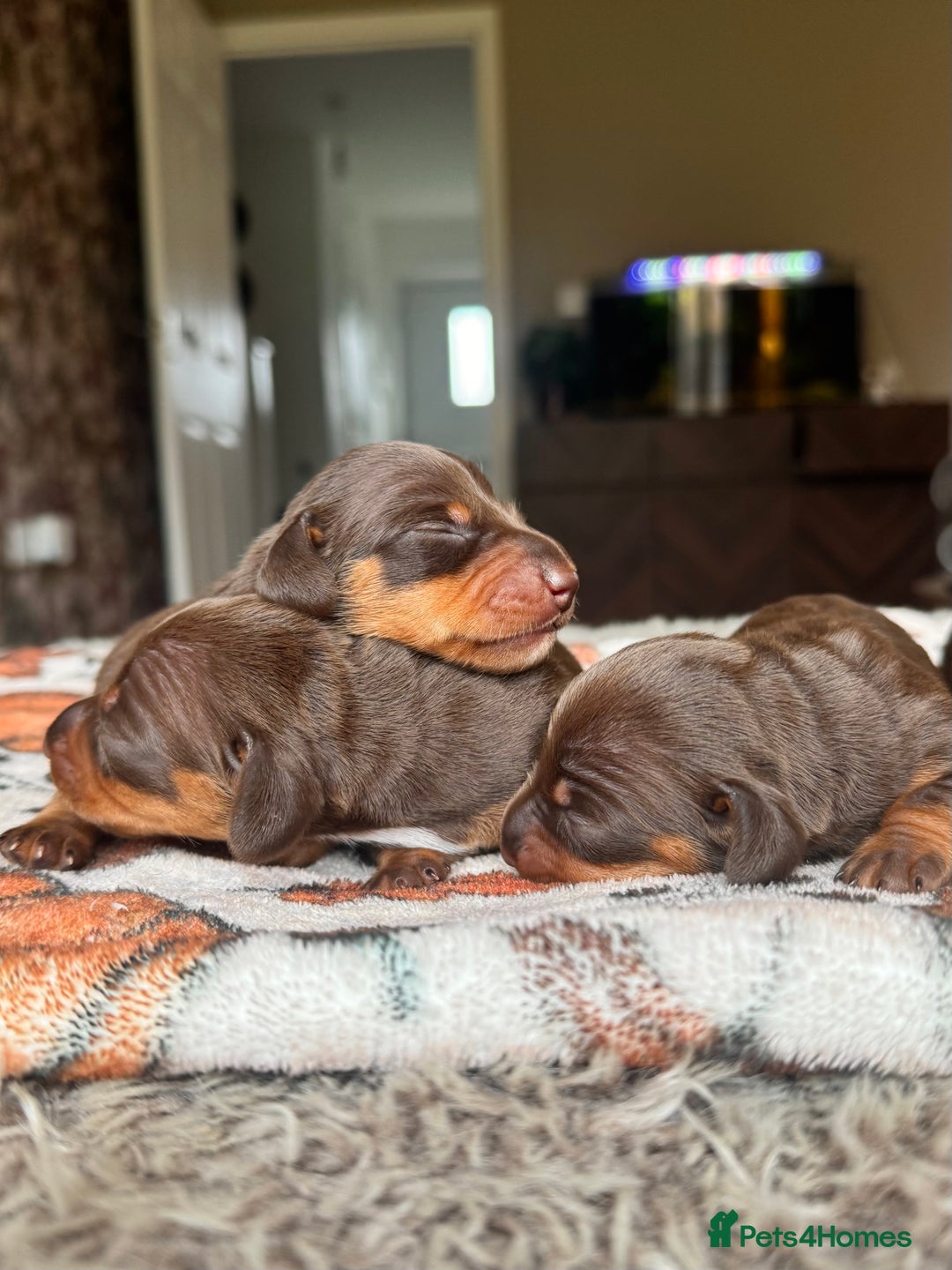 Miniature Dachshund dogs for sale: True Miniature Dachshund Puppies - Advert 22