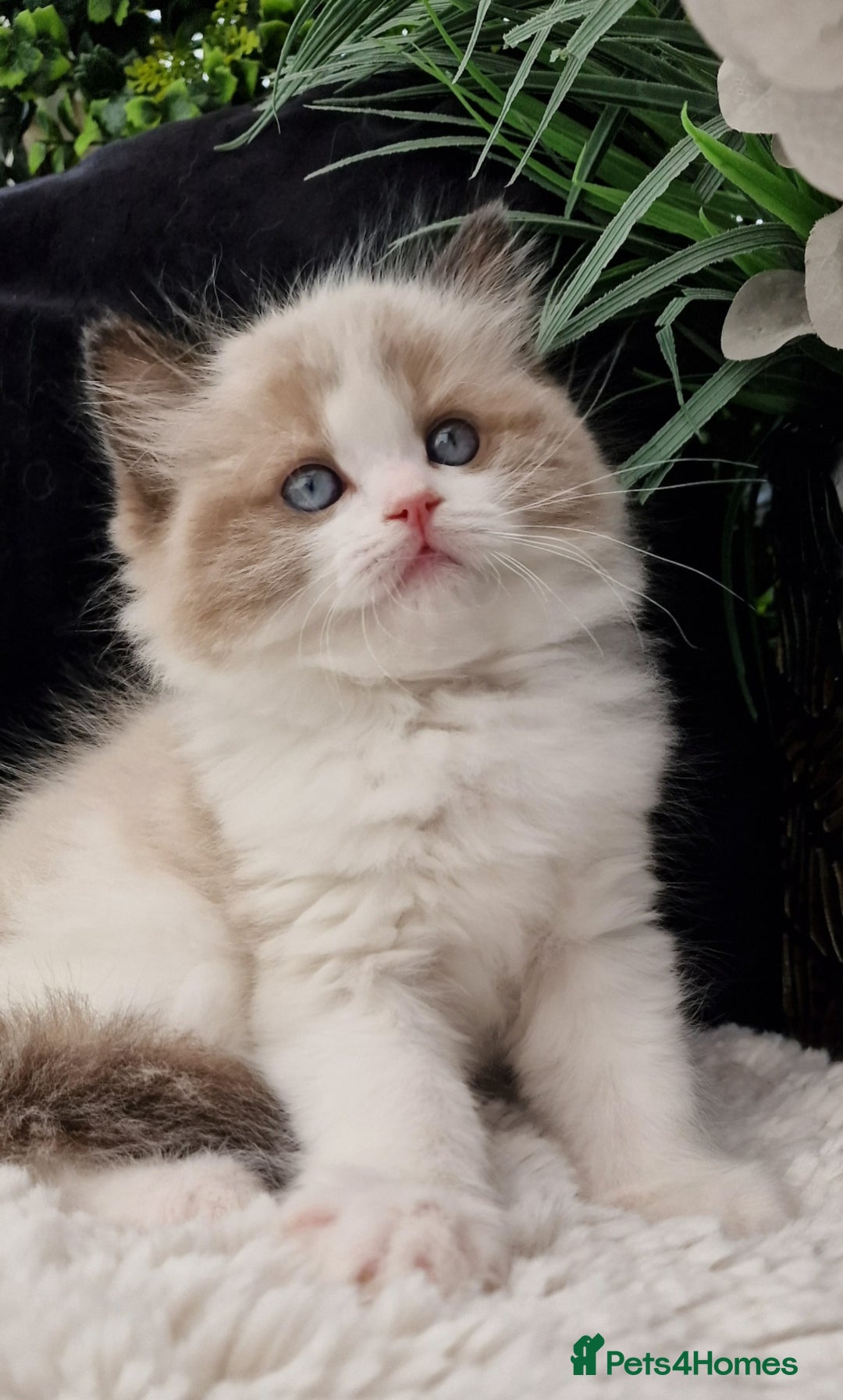 Ragdoll cats for sale: 🌸Stunning TICA🏆Kittens | Award winning cattery🌸 in Slough - Image 25