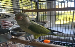 Parakeets birds for sale: Male green quaker - Image 3