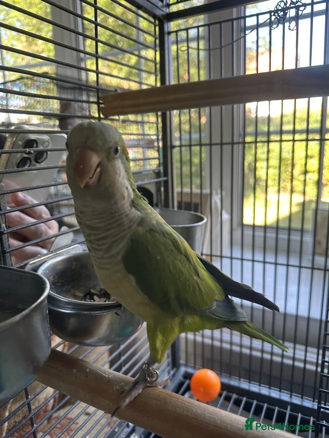 Parakeets birds for sale: Male green quaker - Image 3