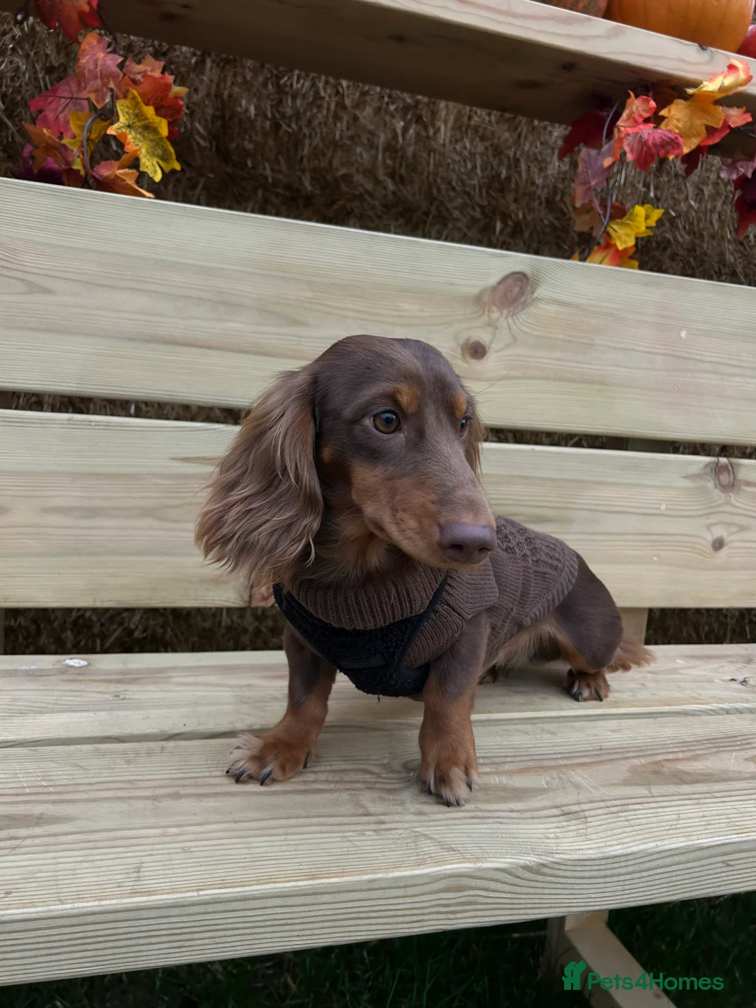 Miniature Dachshund dogs for stud: Miniature Long Haired Dachshund for Stud - Advert 3