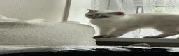 British Shorthair cats for sale: Gorgeous white British shorthair kittens 🐾 - Advert 7