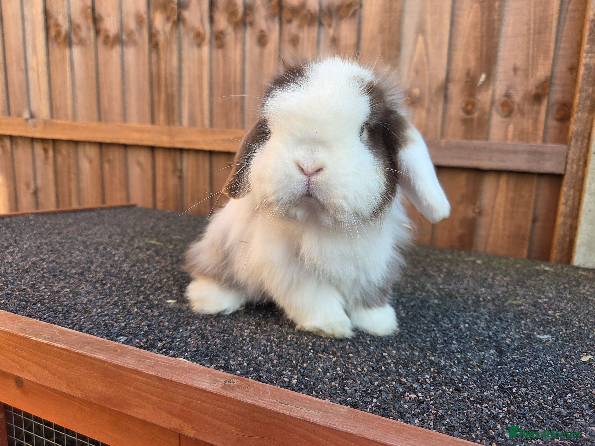 Mini Lop rabbits Beautiful Blue Eyed Husbun and Wife - Advert 5