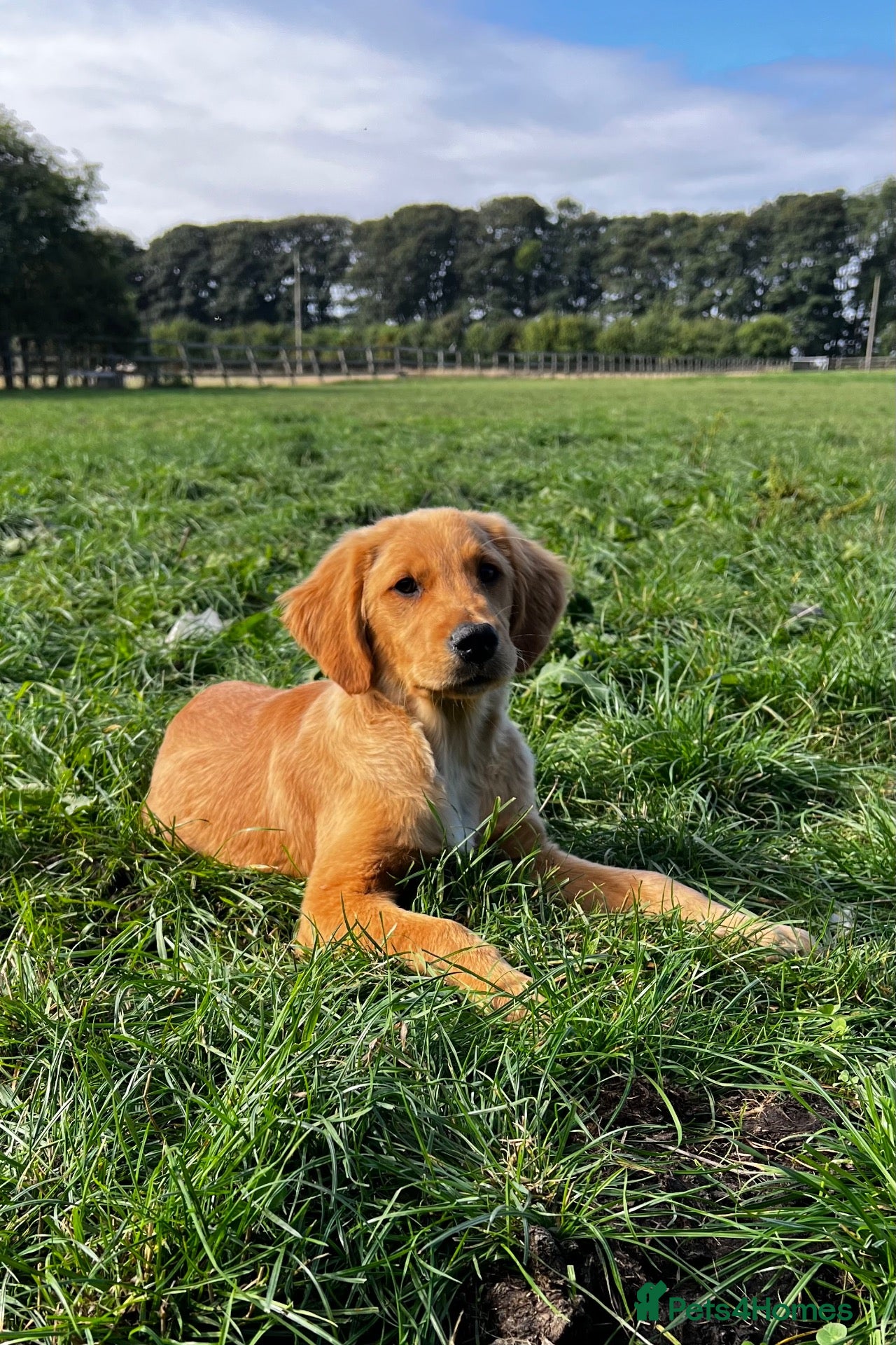 Golden Retriever dogs KC HEREDITARY CLEAR GOLDEN RETRIEVER PUPPIES  - Advert 7
