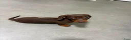 Miniature Dachshund dogs for sale: Beautiful miniature dachshund puppies - Advert 8