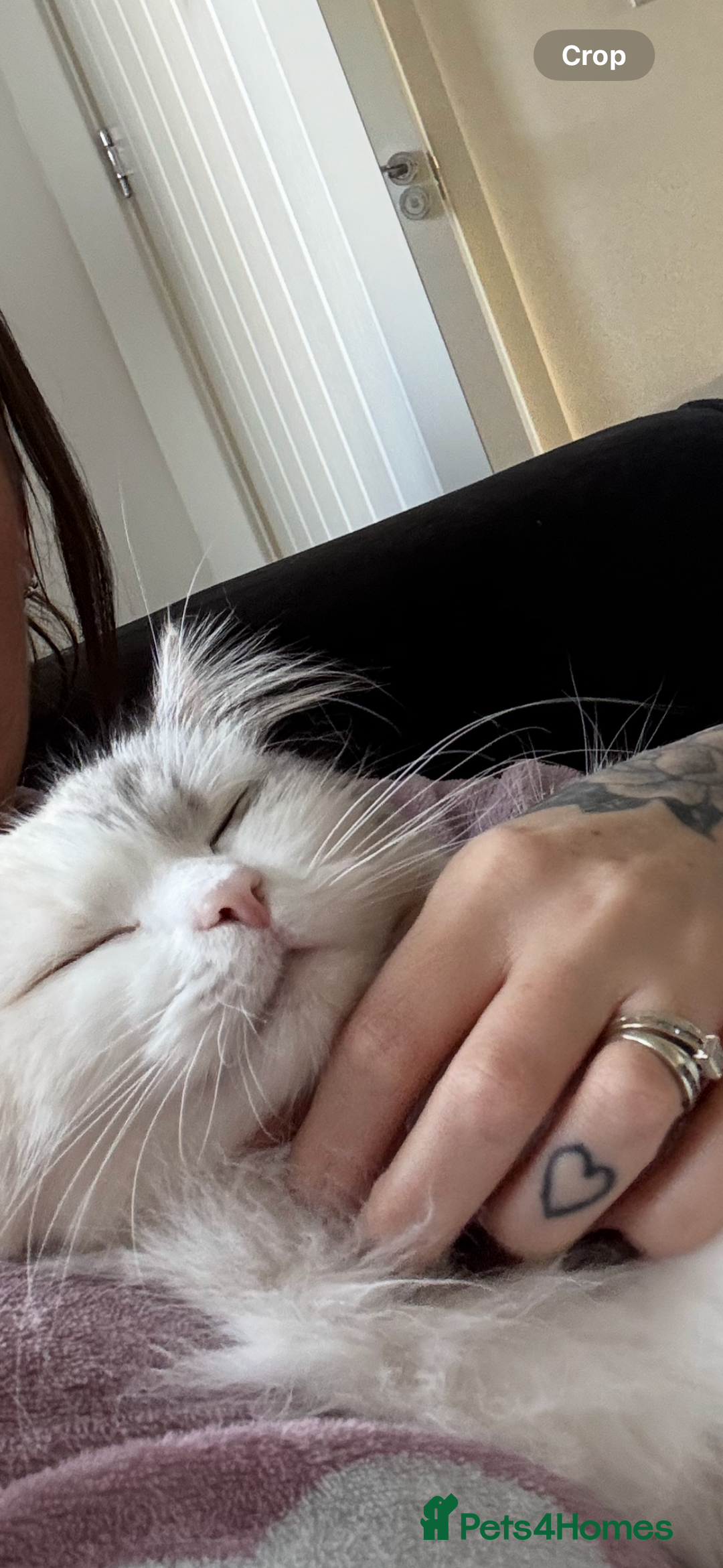 Ragdoll cats for sale: Loving cats  - Advert 2