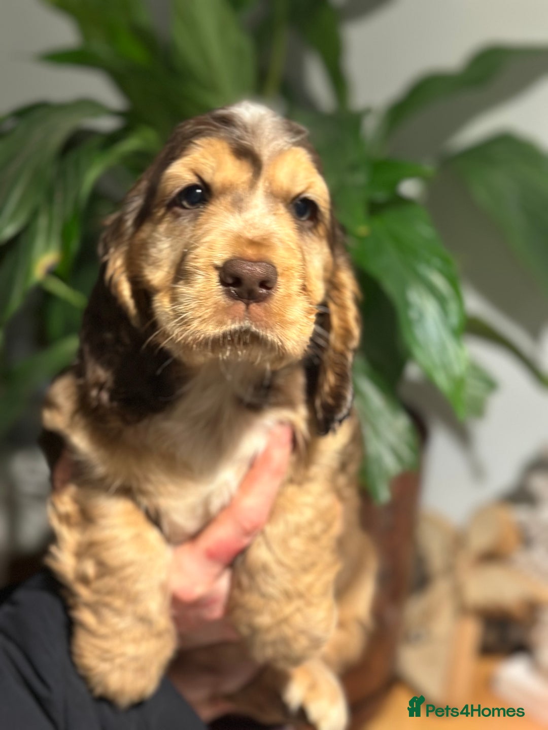 Cocker Spaniel dogs for sale: Beautiful Cocker spaniel pups ready this weekend - Advert 18