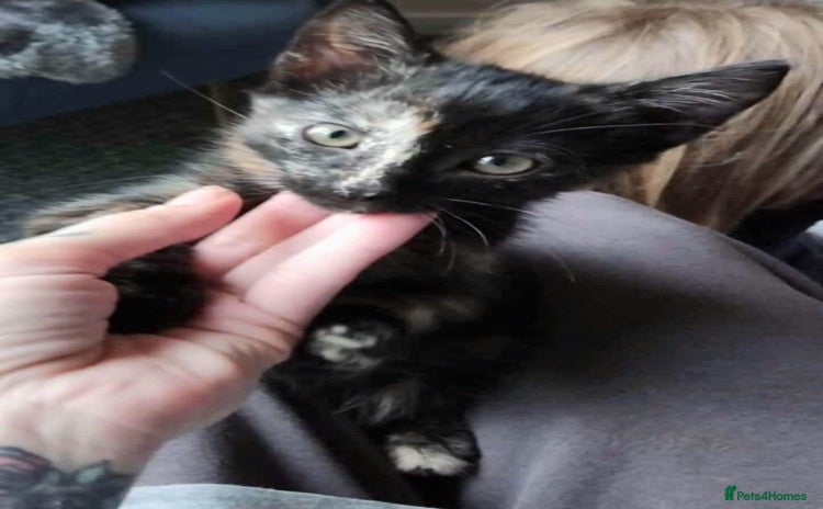 Domestic Shorthair cats - Advert 3