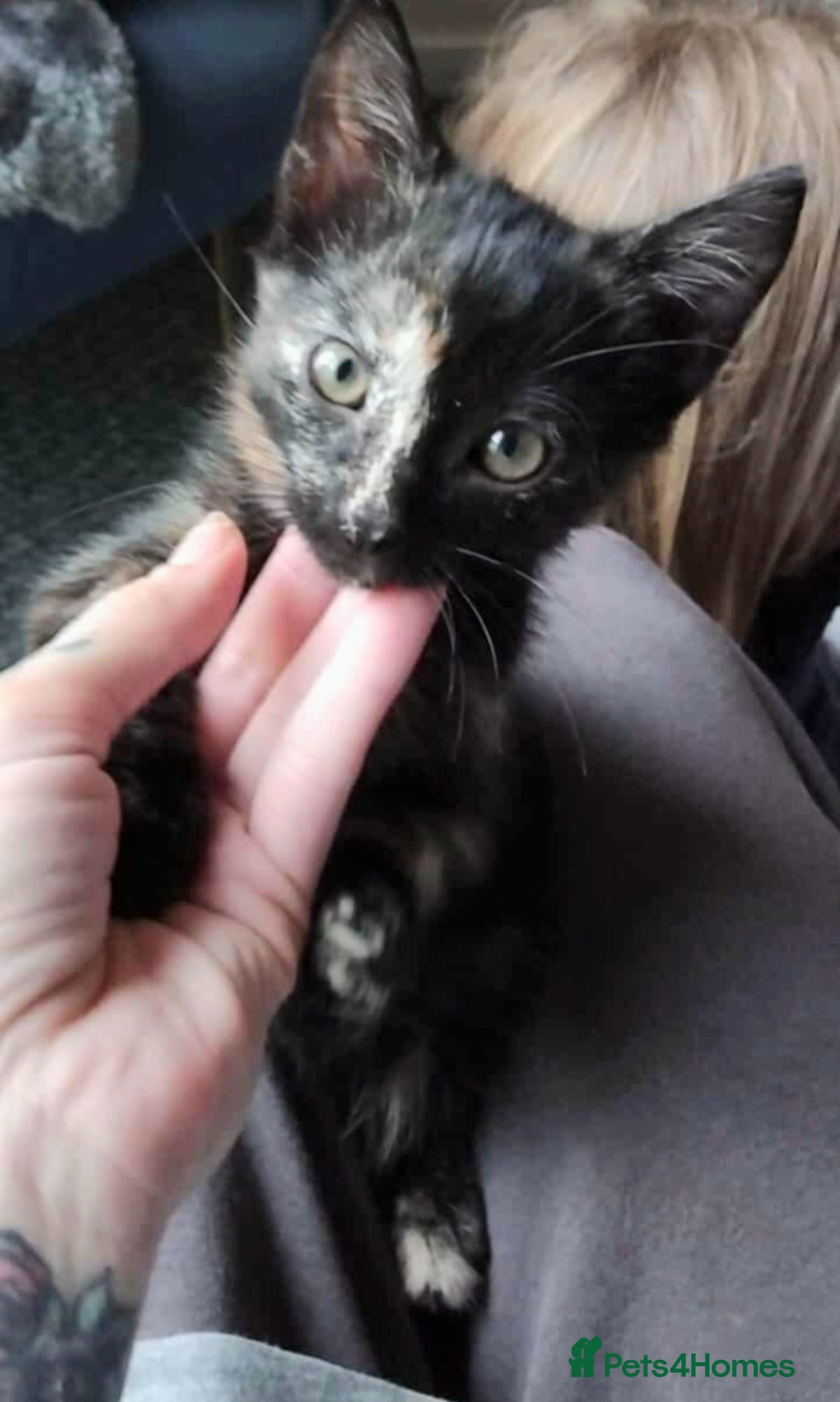 Domestic Shorthair cats for sale: 7 female kittens- 5 black and 1 ginger, one patchy - Image 1