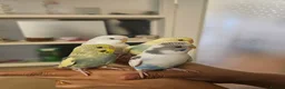Budgerigars birds for sale: Handreared semitamed and tamed budgies  - Advert 1