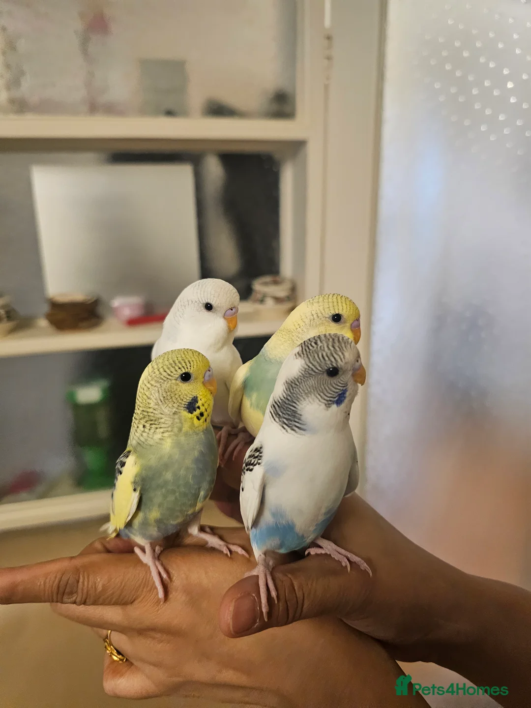 Budgerigars birds for sale: Handreared semitamed and tamed budgies  - Advert 1